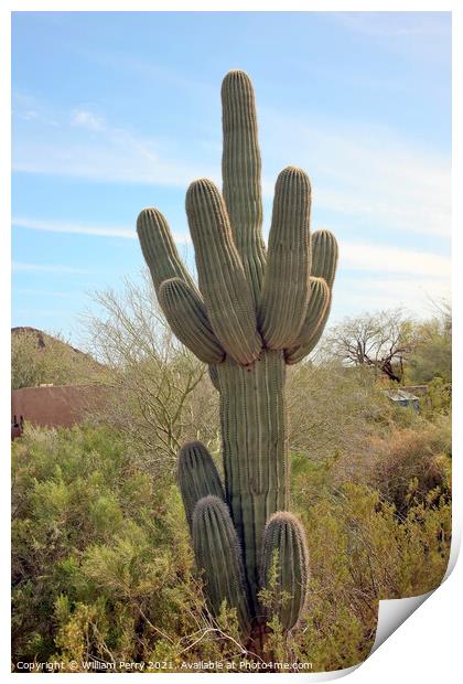 Saguaro Cactus Desert Botanical Garden Phoenix Arizona Print by William Perry