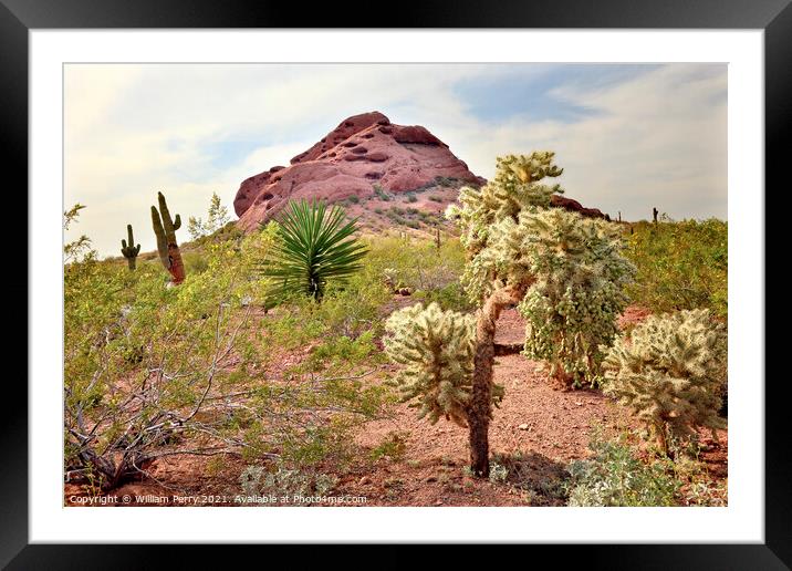 Joshua Trees Saguaro Cactus Desert Botanical Garden Phoenix Ariz Framed Mounted Print by William Perry
