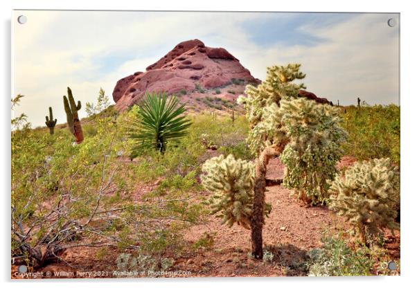 Joshua Trees Saguaro Cactus Desert Botanical Garden Phoenix Ariz Acrylic by William Perry