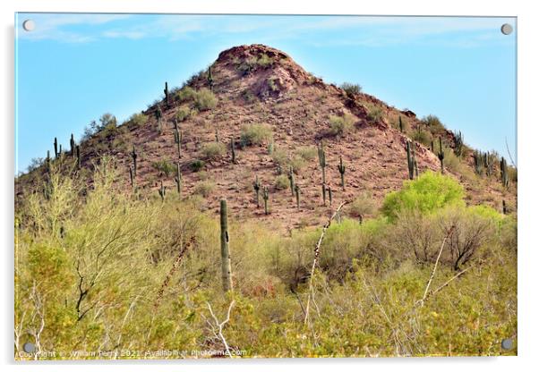 Saguaro Cactus Desert Botanical Garden Phoenix Arizona Acrylic by William Perry