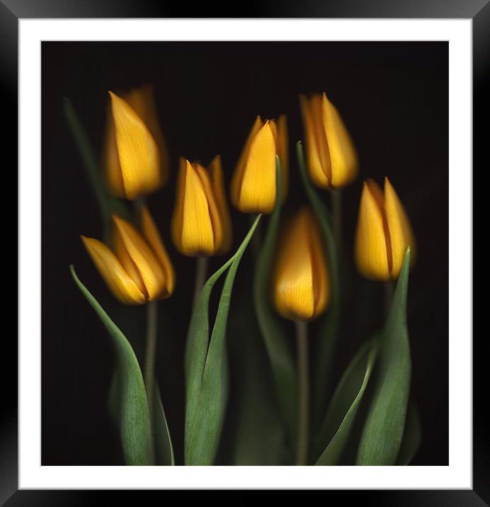 Tulips Framed Mounted Print by Brian Haslam