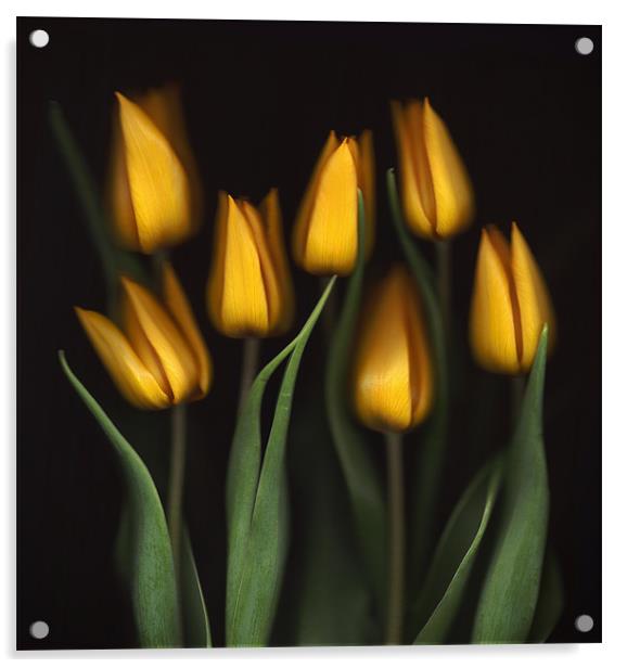 Tulips Acrylic by Brian Haslam