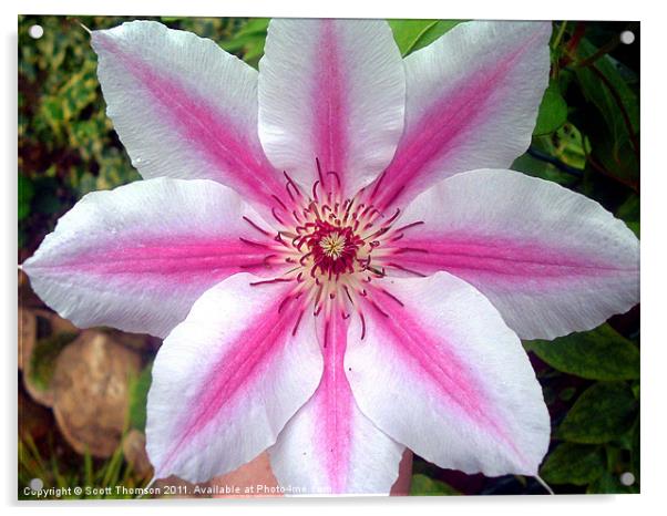 Giant clematis flower Acrylic by Scott Thomson