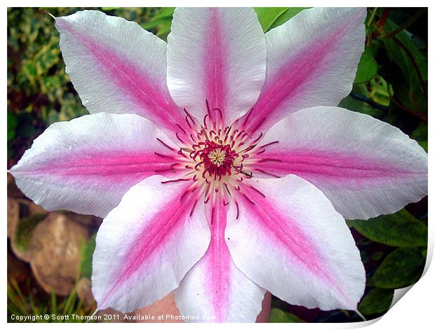 Giant clematis flower Print by Scott Thomson
