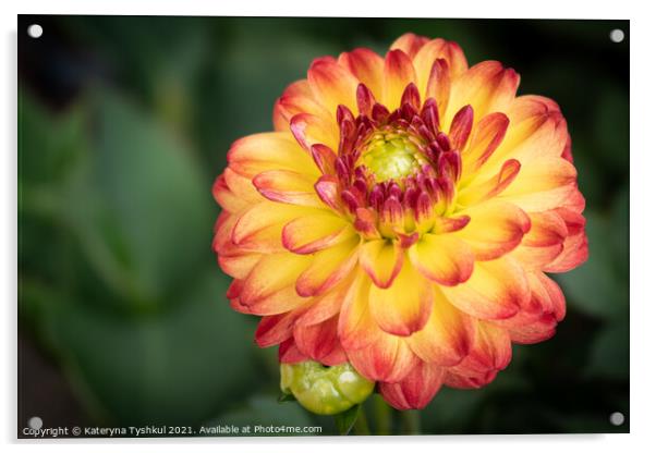 Dahlia flower at the RHS Garden Bridgewater, Manch Acrylic by Kateryna Tyshkul