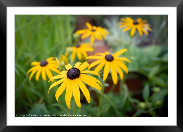 Yellow-eyed Susan at the RHS Garden Bridgewater, M Framed Mounted Print by Kateryna Tyshkul