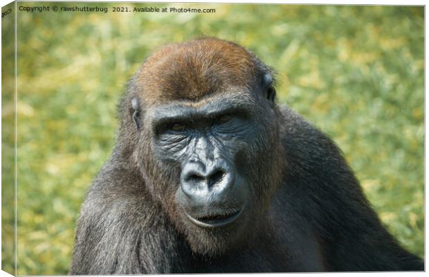 Close -Up Gorilla Encounter Canvas Print by rawshutterbug 
