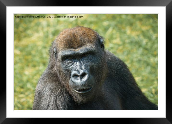 Close -Up Gorilla Encounter Framed Mounted Print by rawshutterbug 