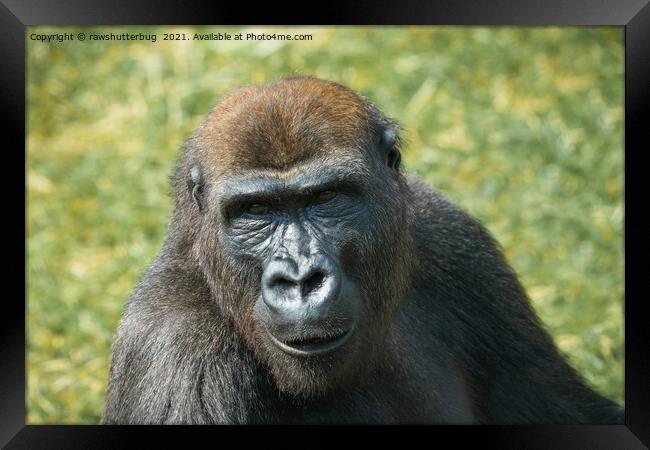 Close -Up Gorilla Encounter Framed Print by rawshutterbug 