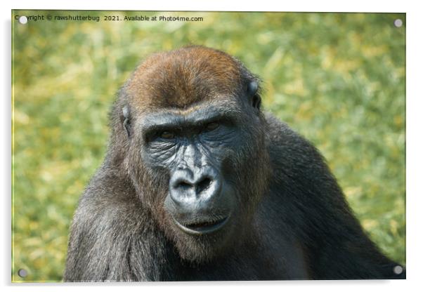 Close -Up Gorilla Encounter Acrylic by rawshutterbug 