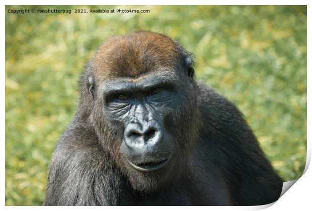 Close -Up Gorilla Encounter Print by rawshutterbug 