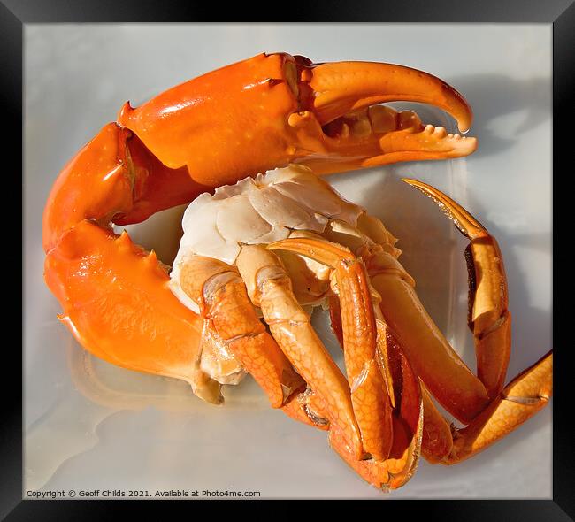 Giant Mud Crab nipper closeup Cleaned then Cooked. Framed Print by Geoff Childs