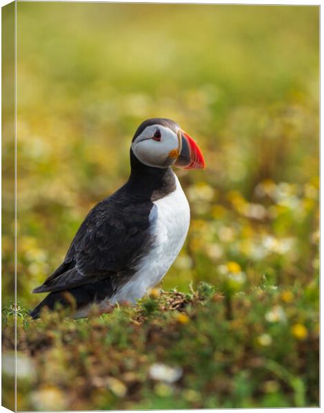 Isle Of May Puffin.  Canvas Print by Tommy Dickson