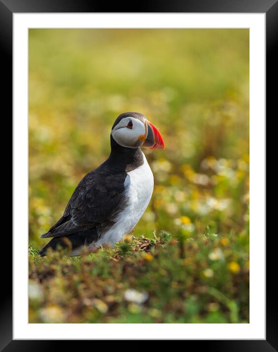 Isle Of May Puffin.  Framed Mounted Print by Tommy Dickson