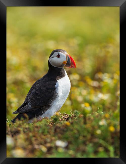 Isle Of May Puffin.  Framed Print by Tommy Dickson