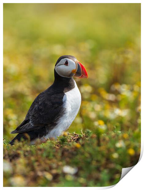 Isle Of May Puffin.  Print by Tommy Dickson