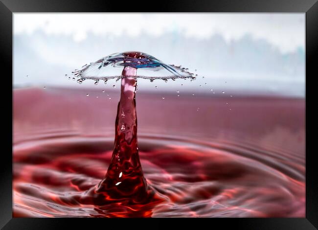 Water Drop and the Umbrella-like Splash Framed Print by Antonio Ribeiro
