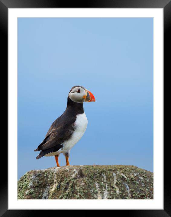 Isle Of May Puffin. Framed Mounted Print by Tommy Dickson