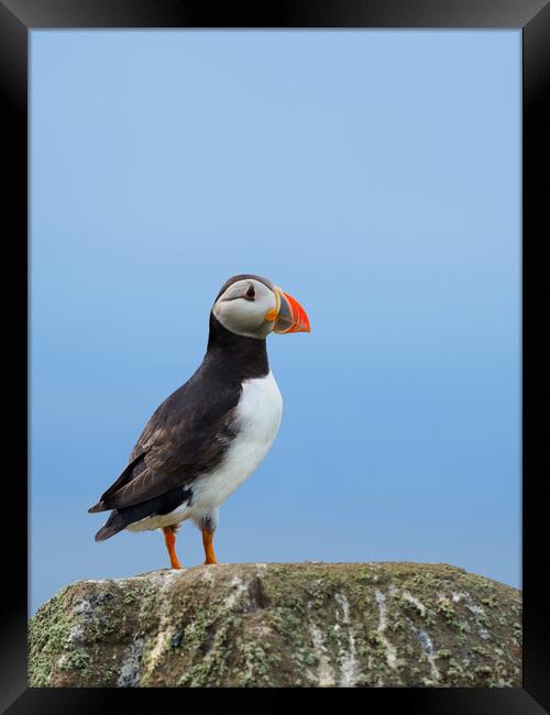Isle Of May Puffin. Framed Print by Tommy Dickson