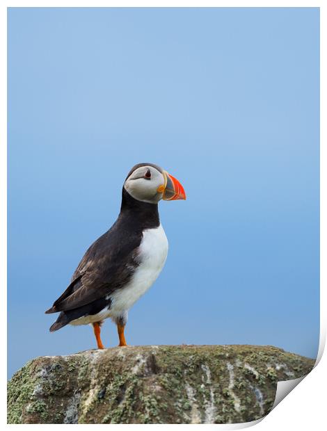 Isle Of May Puffin. Print by Tommy Dickson