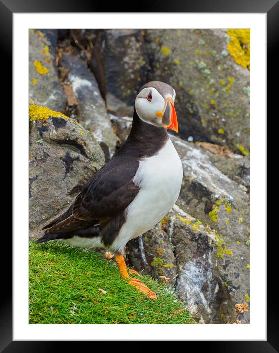 Atlantic Puffin on the Isle Of May Framed Mounted Print by Tommy Dickson