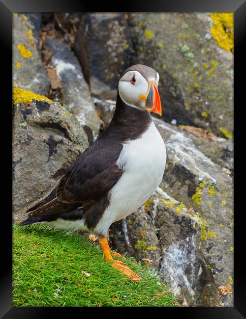 Atlantic Puffin on the Isle Of May Framed Print by Tommy Dickson