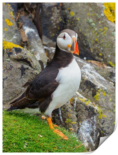 Atlantic Puffin on the Isle Of May Print by Tommy Dickson
