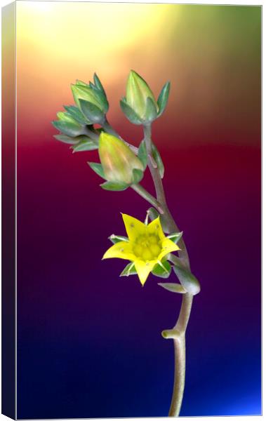 Rose Cactus Succulent Echeveria Yellow Flower Canvas Print by Antonio Ribeiro