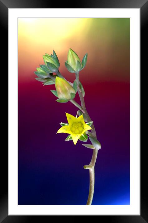 Rose Cactus Succulent Echeveria Yellow Flower Framed Mounted Print by Antonio Ribeiro