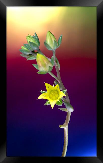 Rose Cactus Succulent Echeveria Yellow Flower Framed Print by Antonio Ribeiro