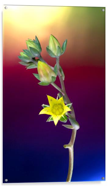 Rose Cactus Succulent Echeveria Yellow Flower Acrylic by Antonio Ribeiro