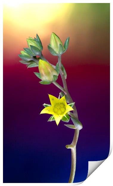 Rose Cactus Succulent Echeveria Yellow Flower Print by Antonio Ribeiro