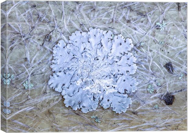 Lichens Canvas Print by Antonio Ribeiro
