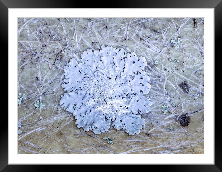 Lichens Framed Mounted Print by Antonio Ribeiro