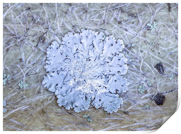 Lichens Print by Antonio Ribeiro