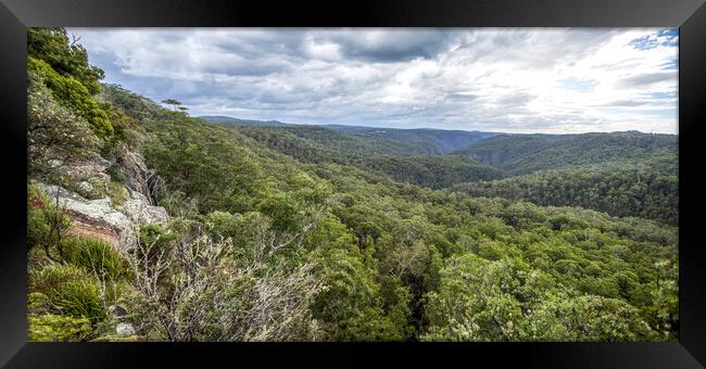 New England High Country Gondwana Rainforest Framed Print by Antonio Ribeiro