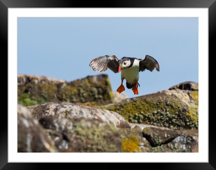 Puffin coming in to land on Isle Of May Framed Mounted Print by Tommy Dickson