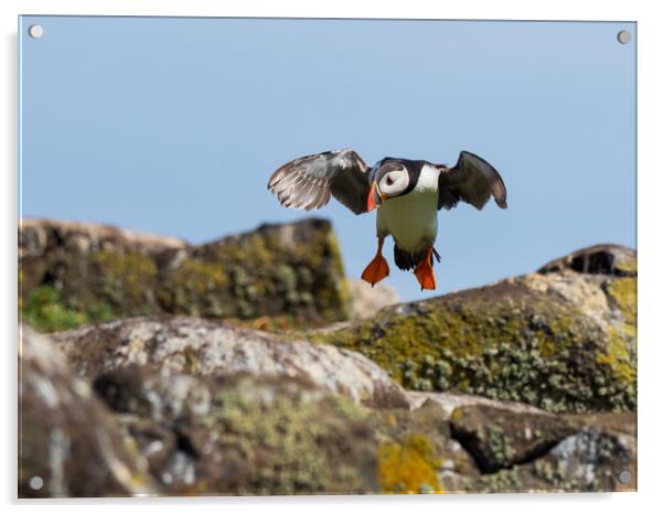 Puffin coming in to land on Isle Of May Acrylic by Tommy Dickson