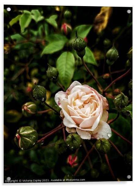 English Rose Acrylic by Victoria Copley