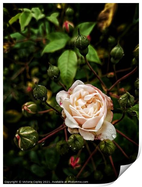 English Rose Print by Victoria Copley