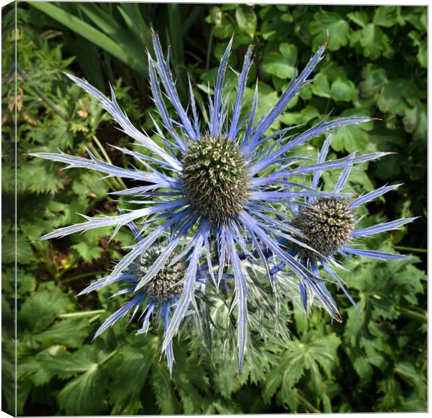 Sea Holly Canvas Print by Photimageon UK