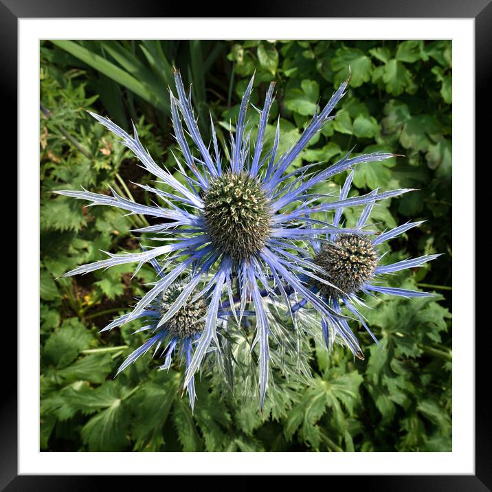 Sea Holly Framed Mounted Print by Photimageon UK