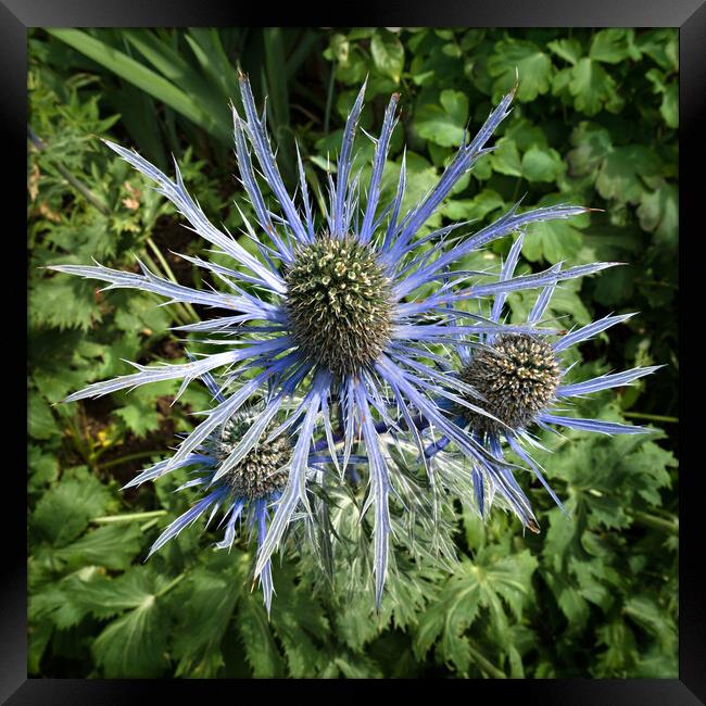 Sea Holly Framed Print by Photimageon UK