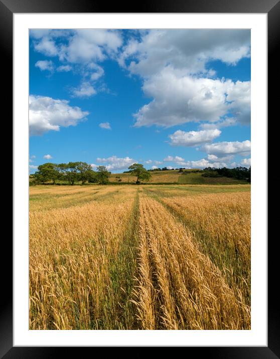 Leicestershire wheat field Framed Mounted Print by Photimageon UK