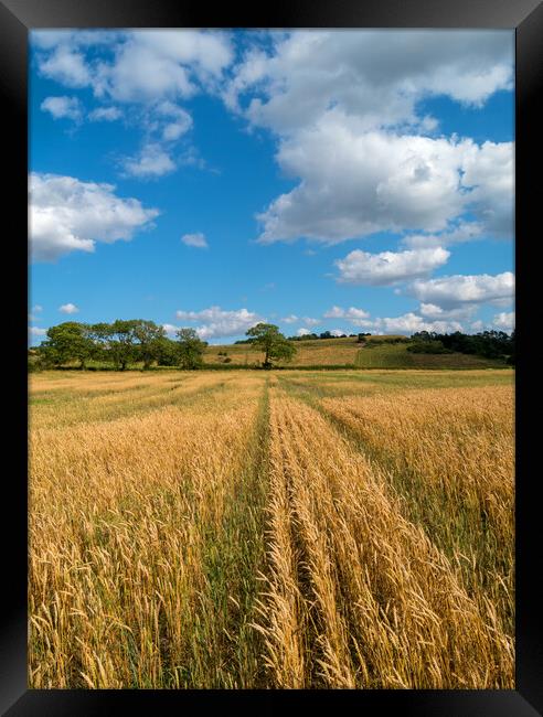 Leicestershire wheat field Framed Print by Photimageon UK