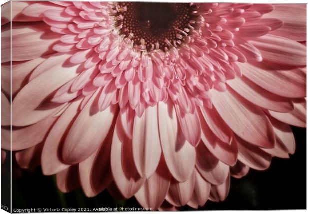 Pink Gerbera Canvas Print by Victoria Copley