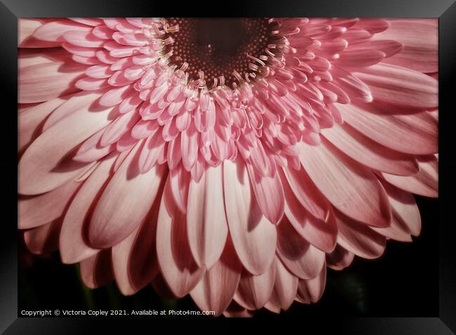 Pink Gerbera Framed Print by Victoria Copley