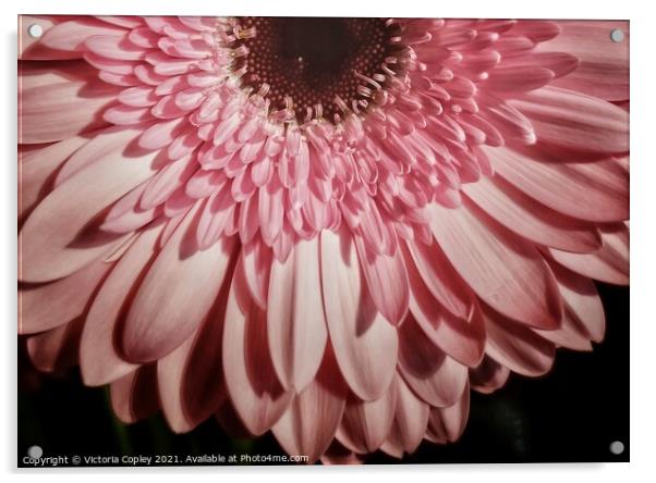 Pink Gerbera Acrylic by Victoria Copley