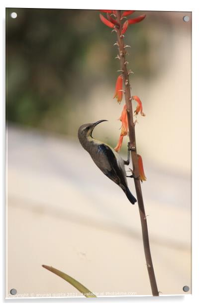female sunbird Acrylic by anurag gupta