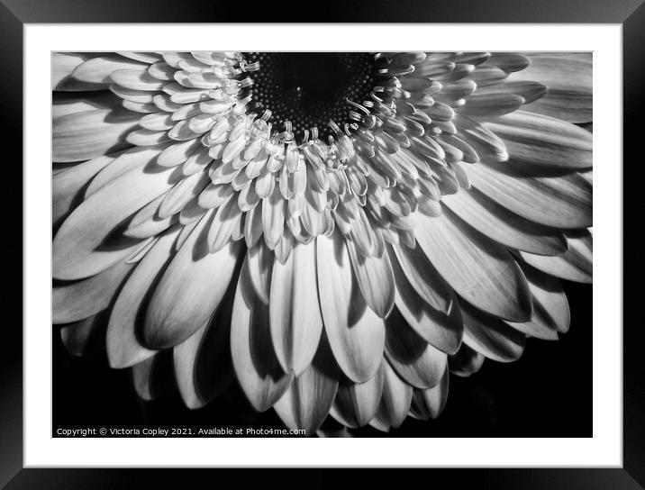 Abstract gerbera Framed Mounted Print by Victoria Copley